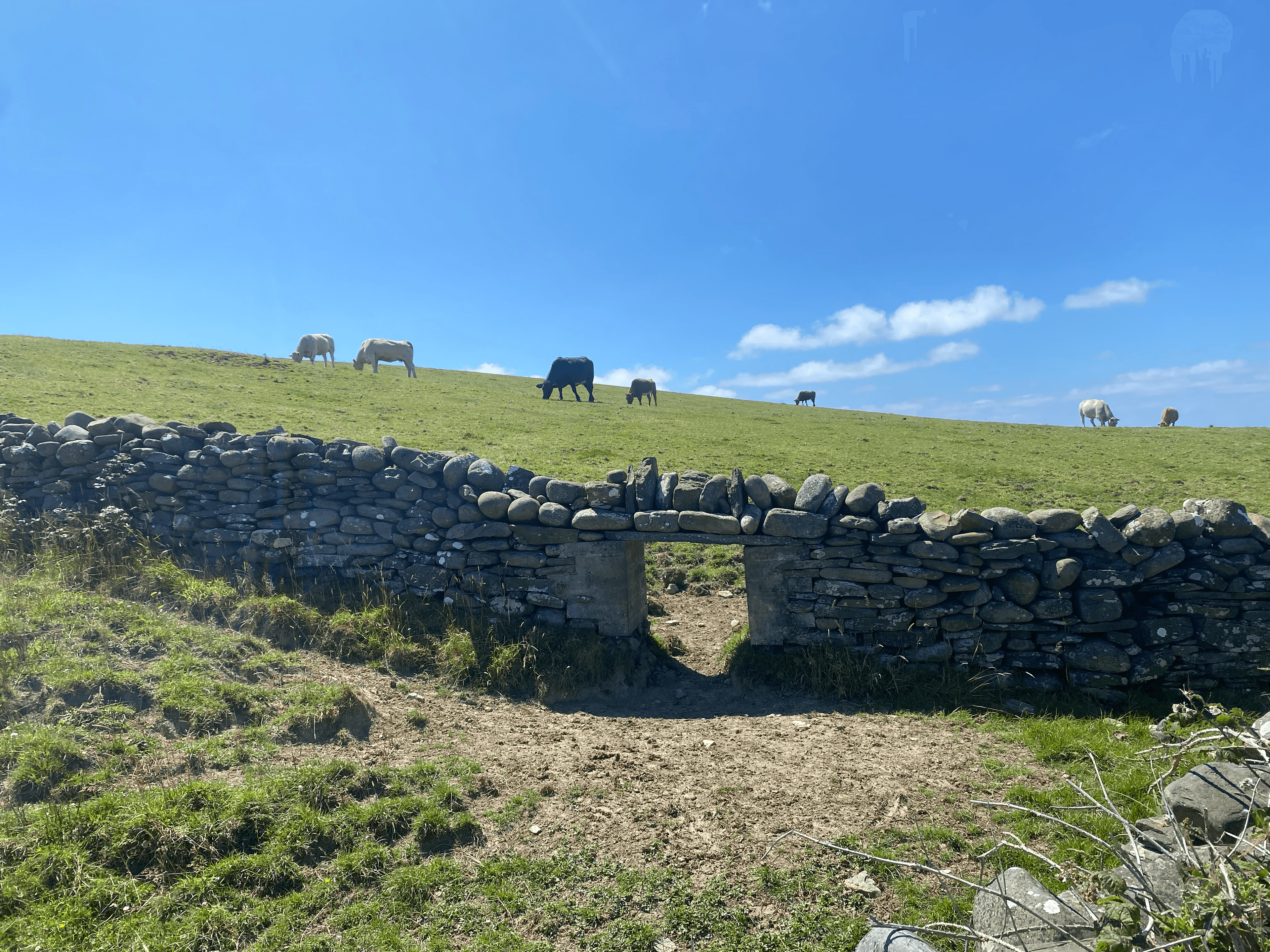 Cows grazing by a stone wall